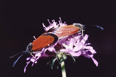 sluggish burnet moths, male on the left and female on the right, in mating on a flower, Zygaena erythrus Zygaenida