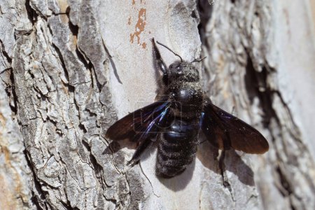 abeja carpintera violeta hembra en la corteza de un pino doméstico, Xylocopa violacea, Apidae