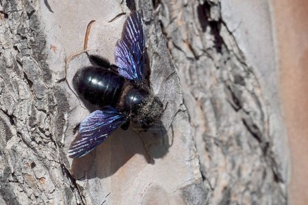 Weibliches Exemplar einer violetten Zimmerbiene auf der Rinde einer heimischen Kiefer, Xylocopa violacea, Apidae