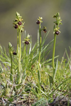 einige blühende Pflanzen der frühen Spinnenorchidee, Ophrys sphegodes, Orchidaceae
