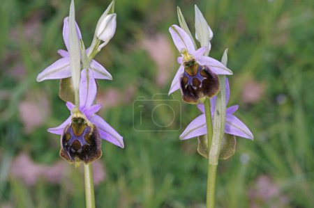 détail de la plante d'orchidée d'araignée tardive en pleine floraison, Ophrys holoserica, Orchidacea