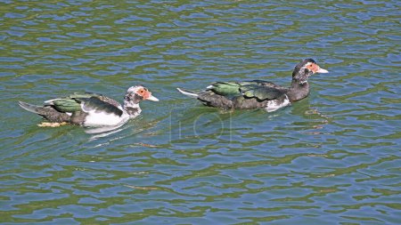 two juvenile specimens of mute ducks swimming in a small lake, Cairina moschata, Anatida