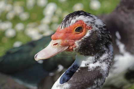  closeup portrait of juvenile specimen of muscovy duck, Cairina moschata, Anatida