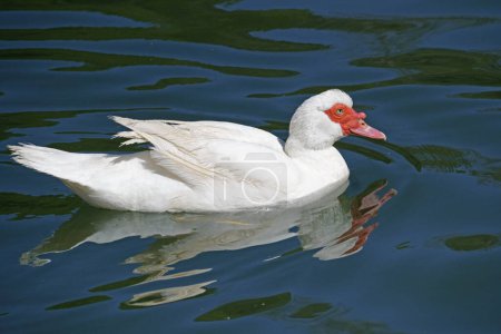 Pato moscovita blanco o pato barbario nada en un lago tranquilo, Cairina moschata, Anatidae