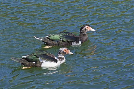 two juvenile specimens of muscovy ducks swimming in a lake, Cairina moschata, Anatida