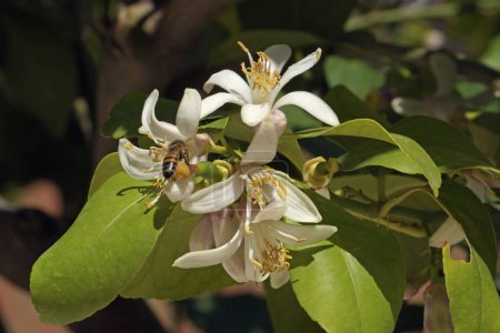 Zitronenpflanze in voller Blüte, Nahaufnahme von Blättern, Blüten und Knospen, Citrus limon; Rutacea