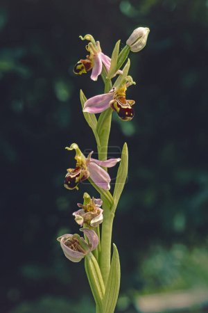 Bienen-Orchideenpflanze in voller Blüte, Nahaufnahme, Ophrys apifera; Orchidacea