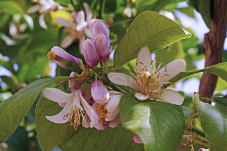 citronnelle en floraison, détail des feuilles, fleurs et bourgeons, Limon d'agrumes ; Rutacée