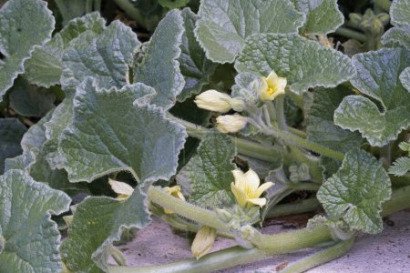 Pflanze der Spritzgurke in Blüte, Blätter und Blüten, Ecballium elaterium; Cucurbitacea