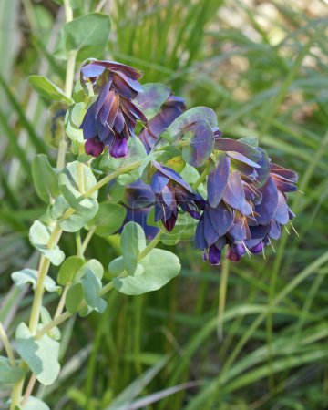 Honeywort or wax flower, detail of the plant in full bloom,  Cerinthe major purpurascens; Boraginaceae