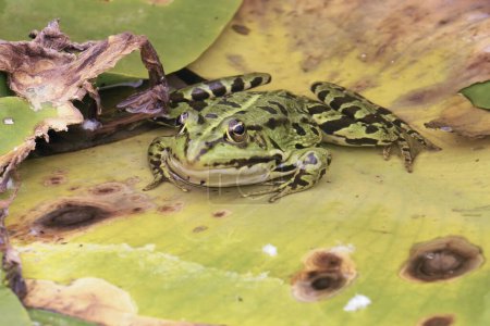 European dark-spotted frog viewed from the front, partially submerged, above a water lily leaf