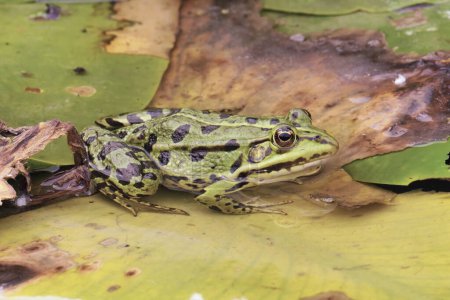 European dark-spotted frog viewed from the side, partially submerged, above a water lily lea