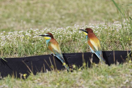 european bee eaters rests on a rubber bulkhead in a meadow, Merops apiaster; Meropidae;