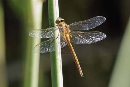 male specimen of green-eyed hawker dragonfly or norfolk hawker dragonfly; Aeshna isoceles; Aeshnidae