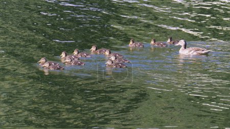 female mallard follows its ducklings while swimmings in a small lak