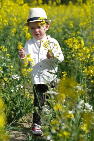 Téléchargez les photos : Un petit garçon dans un champ de colza. - en image libre de droit