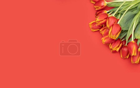 Photo for Bouquet of beautiful tulips on a red background. - Royalty Free Image