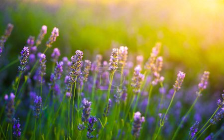 Lawendowe krzaki zamykają się o zachodzie słońca. Zachód słońca lśni nad purpurowymi kwiatami lawendy. Pannonhalma, Węgry