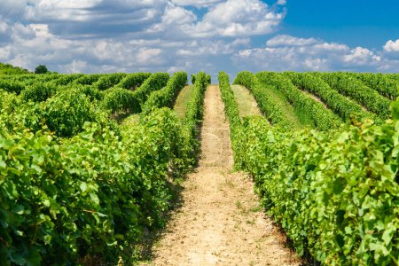 Winorośle w rzędach. Krajobraz winnicy z pięknymi chmurami i błękitnym niebem w lecie. Region winiarski Pannonhalma na Węgrzech.