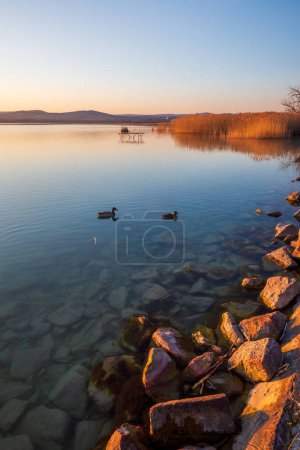 Sonnenuntergang am Plattensee mit Enten bei Tihany, Sajkod, Ungarn.