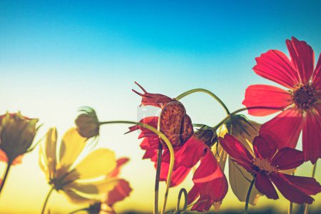 Téléchargez les photos : Bonjour. Un escargot est monté sur une tige de fleur et regarde le lever du soleil. - en image libre de droit