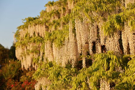 Photo for Hanging white wisterias in spring season in Japan - Royalty Free Image
