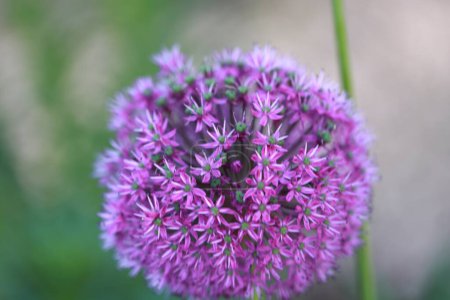 Photo for Allium hollandicum, the Persian onion or Dutch garlic - Royalty Free Image