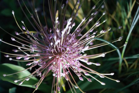 Photo for One type of Chrysanthemum  call "Kyomi No Mei Kyoku" - Royalty Free Image
