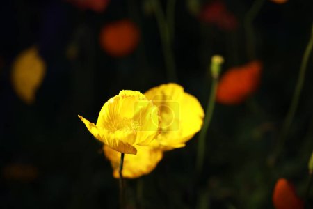 Photo for Yellow and red poppy on the field at night - Royalty Free Image
