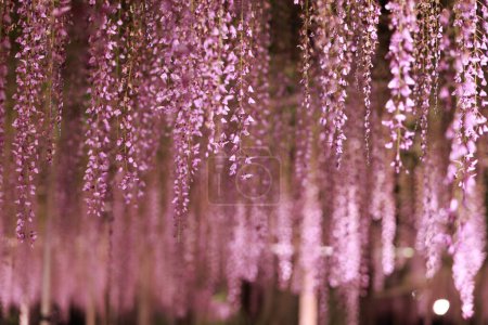Photo for Wisteria gardening in ashikago flower park, is one of biggest flower park in eastern Japan - Royalty Free Image