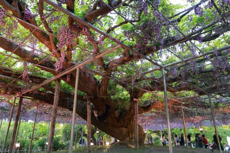 Photo for Wisteria gardening in ashikago flower park, is one of biggest flower park in eastern Japan - Royalty Free Image