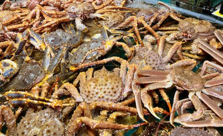 Téléchargez les photos : Réservoir est plein de crabes royaux rouges vivants et le crabe opilio - en image libre de droit