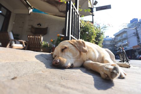 Foto de Un hermoso Labrador retriever tumbado fuera de una cafetería y tomar el sol en Pokhara, nepal - Imagen libre de derechos