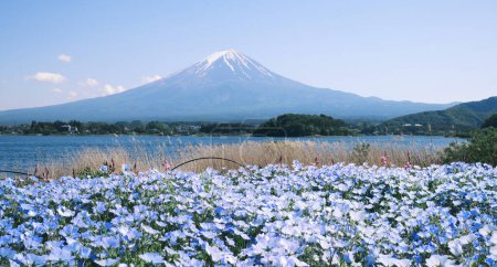 blossom of Nemophila or Baby Blue Eyes flower with the background of Mt fuji 