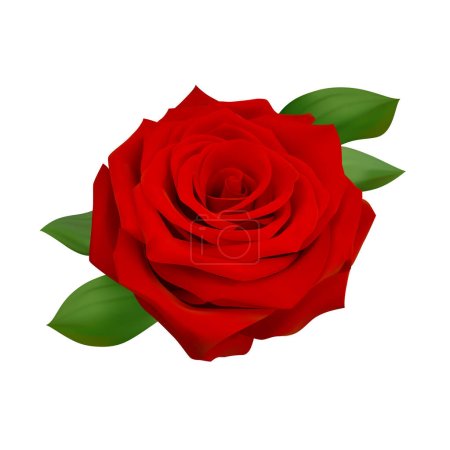 Illustration for Isolated rose realistic illustration. red rose vector - Royalty Free Image