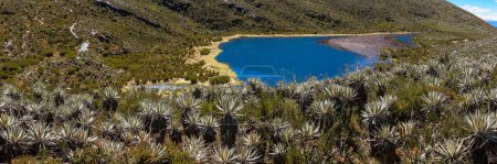 Panoramic view of the Andean glacial Siecha Lakes (Lagunas de Siecha) Frailejones, endemic flowers of the paramo, Chingaza Natural National Park in Cundinamarca, Colombia