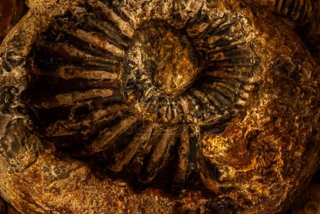 In Villa de Leyva, as in very few regions of Colombia, there is a special abundance of fossil ammonites that lived in the ancient sea and died when environmental conditions changed.
