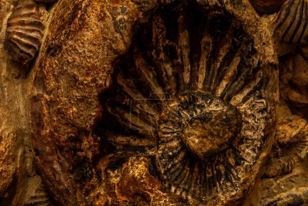 A Villa de Leyva, comme dans très peu de régions de Colombie, il y a une abondance particulière d'ammonites fossiles qui vivaient dans la mer antique et sont morts lorsque les conditions environnementales ont changé.