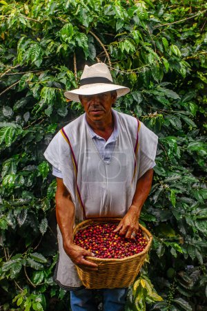 Foto de MONTENEGRO QUINDIO COLOMBIA, CROPS DE CAFÉ, 30 _ 12 _ 2014 _ El hombre cosecha los granos de café maduros Las bayas rojas plantan el crecimiento de los árboles de café de semillas frescas en la granja colombiana. Cerca de las manos cosechan semillas de café rojo maduro. - Imagen libre de derechos