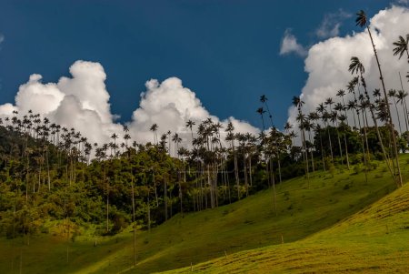 Téléchargez les photos : COCORA VALLEY _ QUINDIO COLOMBIE, 30 _ 12 _ 2014 _ Est un paysage naturel situé dans la chaîne de montagnes centrale des Andes colombiennes. Il est célèbre pour l'arbre national de Colombie, le palmier à cire Quindio. - en image libre de droit