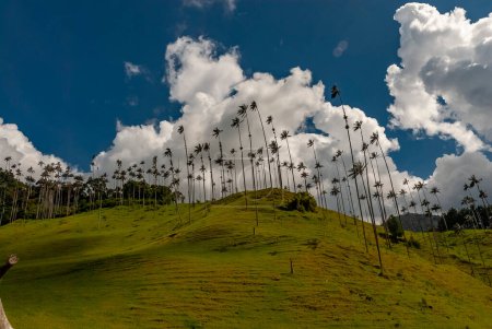 Téléchargez les photos : COCORA VALLEY _ QUINDIO COLOMBIE, 30 _ 12 _ 2014 _ Est un paysage naturel situé dans la chaîne de montagnes centrale des Andes colombiennes. Il est célèbre pour l'arbre national de Colombie, le palmier à cire Quindio. - en image libre de droit