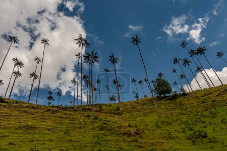Foto de COCORA VALLEY _ QUINDIO COLOMBIA, 30 _ 12 _ 2014 _ Es un paisaje natural ubicado en la cordillera central de los Andes colombianos. Es famoso por el árbol nacional de Colombia, la palma de cera Quindio. - Imagen libre de derechos