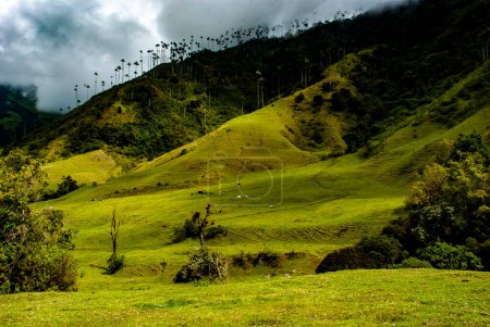 Foto de COCORA VALLEY _ QUINDIO COLOMBIA, 30 _ 12 _ 2014 _ Es un paisaje natural ubicado en la cordillera central de los Andes colombianos. Es famoso por el árbol nacional de Colombia, la palma de cera Quindio. - Imagen libre de derechos