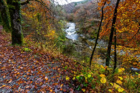 Téléchargez les photos : River Afon Mawddach in Coed y Brenin Forest Park in Autumn, fall near Dolgellau, Snowdonia, North Wales, Royaume-Uni, paysage, grand angle - en image libre de droit