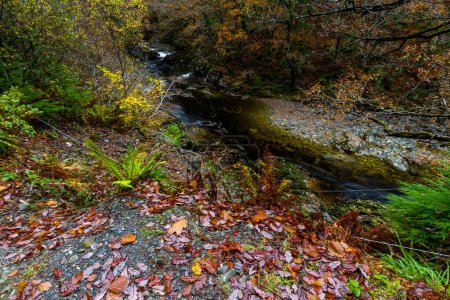 Téléchargez les photos : River Afon Mawddach in Coed y Brenin Forest Park in Autumn, fall near Dolgellau, Snowdonia, North Wales, UK, landscape - en image libre de droit