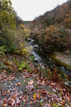 Téléchargez les photos : River Afon Mawddach in Coed y Brenin Forest Park in Autumn, fall near Dolgellau, Snowdonia, North Wales, Royaume-Uni, portrait - en image libre de droit
