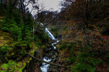 Téléchargez les photos : Cascade de Pistyll y Cain à Coed y Brenin Forest Park en automne, automne, portrait près de Dolgellau, Snowdonia, Pays de Galles du Nord, Royaume-Uni, paysage, grand angle - en image libre de droit