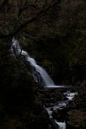 Téléchargez les photos : Cascade de Pistyll y Cain à Coed y Brenin Forest Park en automne, automne, portrait près de Dolgellau, Snowdonia, Pays de Galles du Nord, Royaume-Uni, portrait - en image libre de droit
