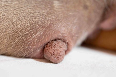 Foto de Primer plano de los pezones de una perra Broholmer embarazada, ligeramente hinchada. Maternidad en la palabra animal. - Imagen libre de derechos