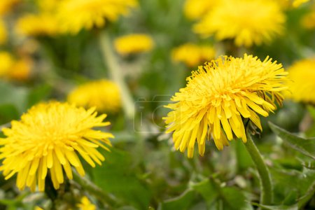 Yellow blooming dandelions on a spring meadow on a sunny day